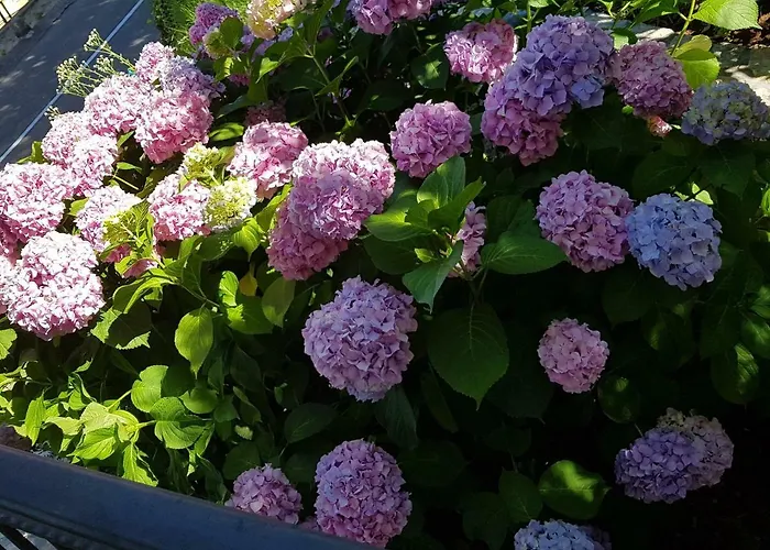 Maria Tereza 빌라 *